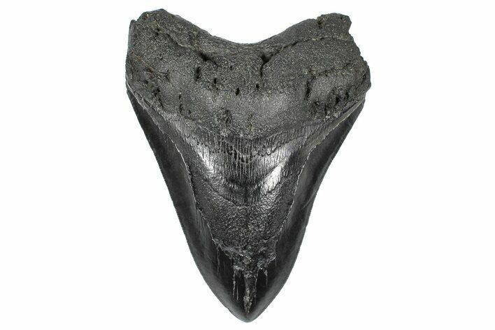 Bargain, Fossil Megalodon Tooth - South Carolina #367993